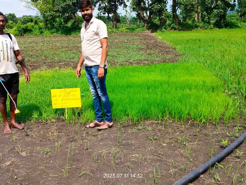 रागी बीज और खेती की जानकारी